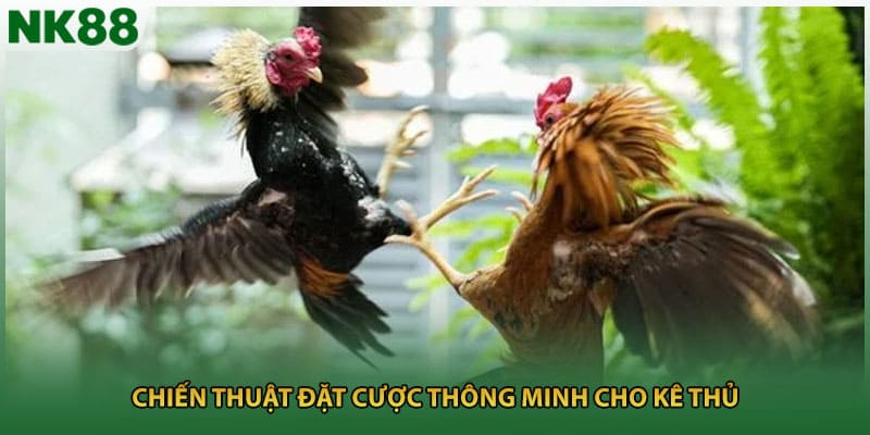 Chiến thuật đặt cược thông minh cho kê thủ